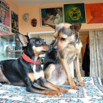 10624609_1007943215943202_4283453370119291221_n